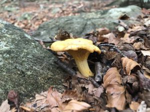 Pfifferling-300x225 Pfifferling