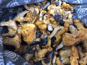 Pfifferlinge-ungereinigt-300x225 Pfifferling