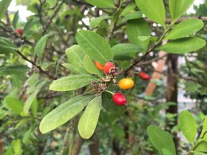 Koka-300x225 Kokastrauch