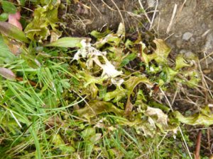 Cetraria-islandica-300x225 Islandflechte