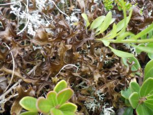 Islandflechte-300x225 Islandflechte