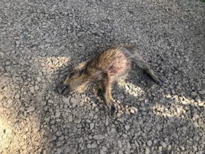 Toter-Frischling-300x225 Wildschwein