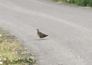 Alpenschneehuhn-300x210 Federwild