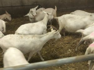 Behornte-Saanenziege-300x225 Saanenziege