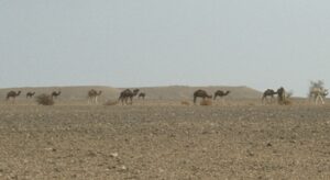 Bei-Zagora-Kamele-300x164 Dromedar