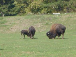 Bisons-300x225 Bison