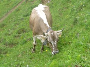 Blueemkuh-300x225 Braunvieh