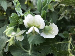 Bluehende-Erbse-300x225 Erbse