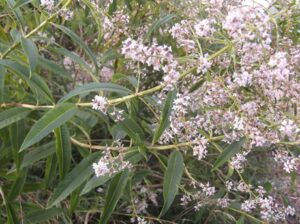 Bluehender-Zitronenstrauch-300x224 Zitronenverbene