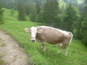 Bluem-300x225 Braunvieh