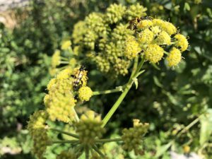 Bluetenstand-vom-Liebstoeckel-300x225 Liebstöckel