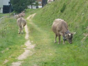 Braunvieh-300x225 Braunvieh