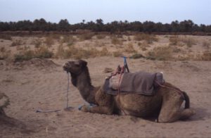 Camelus-dromedarius-300x196 Dromedar