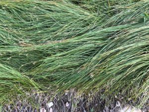 Carex-brizoides-300x225 Seegras-Segge