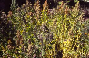 Chenopodium-quinoa-300x196 Quinoa
