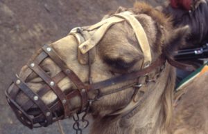 Dromedar-mit-Maulkorb-300x194 Dromedar
