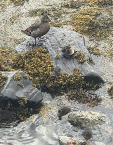 Eiderente-mit-Jungen-234x300 Eiderente