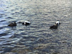 Eiderenten-bei-Oslo-300x225 Eiderente