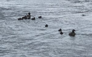 Eiderenten-bei-Svinoy-300x184 Eiderente