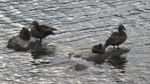 Eiderenten-in-Island-300x168 Eiderente