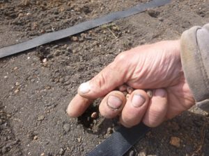 Erbsen-saeen-300x225 Erbse