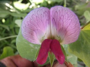 Erbsenbluete-300x224 Erbse