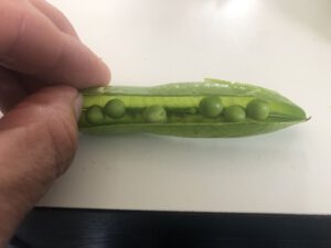 Erbsenhuelse-300x225 Erbse