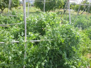 Erbsenpflanzung-300x225 Erbse