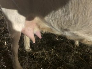 Euter-einer-Saanenziege-300x225 Saanenziege