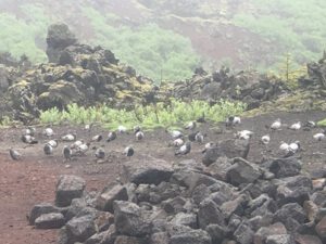 Felsentauben-300x225 Federwild