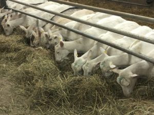 Fressende-Saanenziegen-300x225 Saanenziege