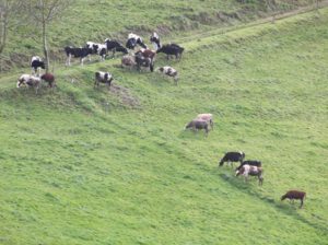 Gemischte-Herde-im-Schwarzwald-300x224 Holstein-Frisian-Rind