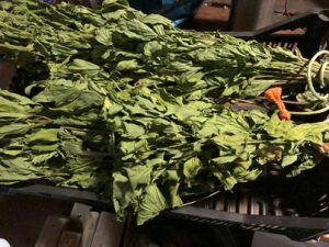 Getrockneter-Liebstoeckel-300x225 Liebstöckel