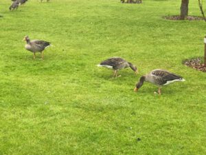 Graugaense-300x225 Federwild