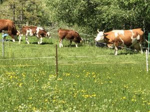 Hinterwaelder-im-Wallis-300x225 Wäldervieh