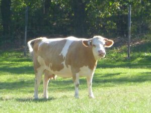 Hinterwaelderkuh-300x225 Wäldervieh