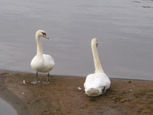 Hoeckerschwaene-300x225 Federwild