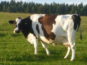 Holstein-Frisian-Kuh-300x225 Holstein-Frisian-Rind