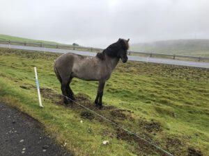 Islaender-in-den-Faeroeern-300x225 Isländer