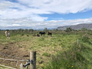 Islaender-und-Tafelvulkan-300x225 Isländer