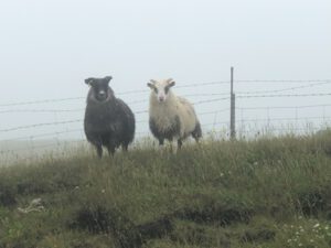 Islandschafe-im-Nebel-300x225 Islandschaf
