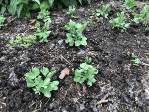 Junge-Erbsen-300x225 Erbse