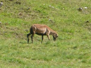 Kamerunschaf-300x225 Haarschafe