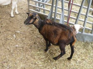 Kamerunschaf-im-Stall-300x225 Haarschafe