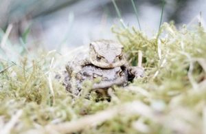 Kleintal-Bufo-bufo-Rhytidiadelphus-squarrosus-300x195 Halluzinogene