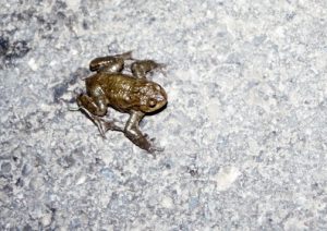 Kleintal-Bufo-bufo-auf-Strasse-300x212 Erdkröte
