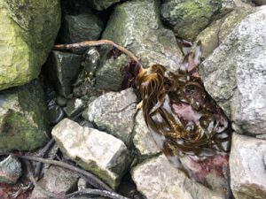 Laminaria-h.-in-den-Faeroeern-300x225 Laminarien