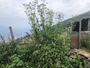 Levisticum-officinale-300x225 Liebstöckel