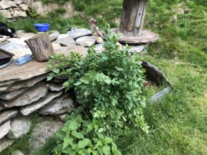 Liebstoeckel-300x225 Liebstöckel