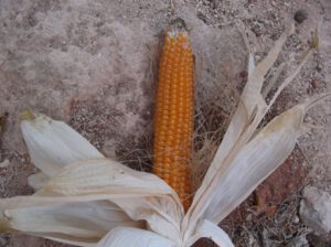 Maiskolben-300x224 Puffmais